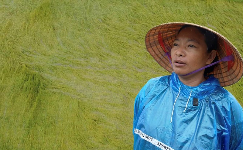 Farmers suffered when heavy rain and strong winds knocked down rice fields in Quang Binh.