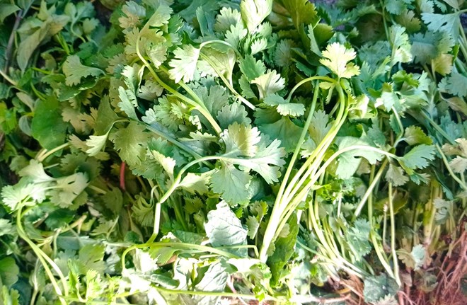 El jugo de cilantro puede ayudar a promover el desarrollo del cabello y mejorar la calidad del cabello. Foto: Thanh Thanh