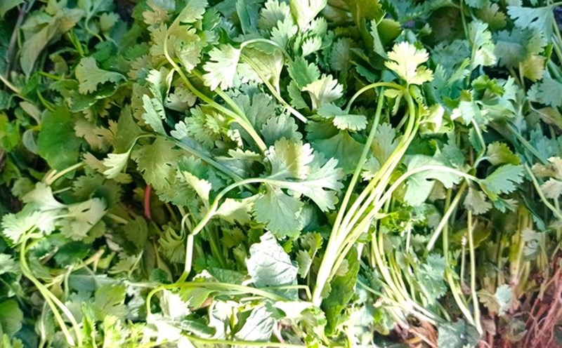 Coriander juice can help promote hair growth and improve hair quality. Photo: Thanh Thanh