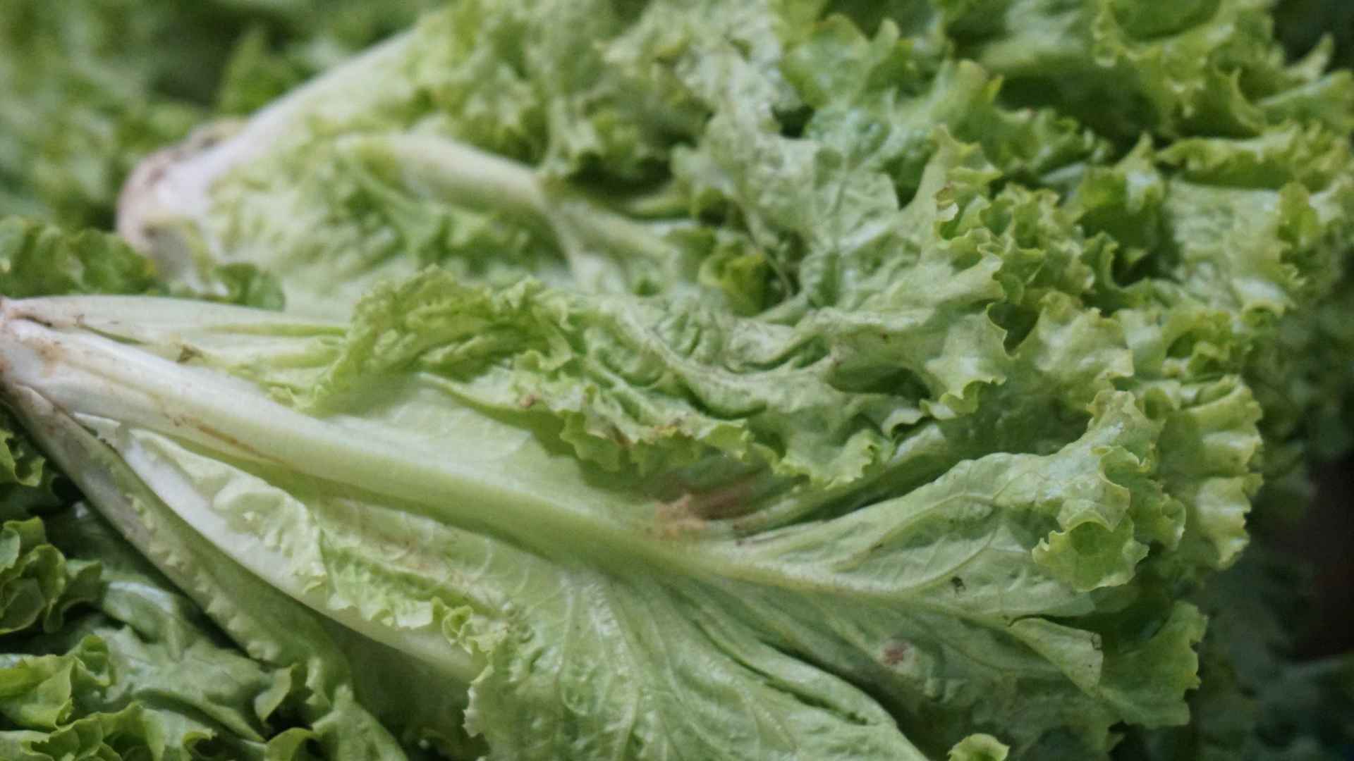 Lettuce is a vegetable that helps increase metabolism and control blood sugar. Photo: Thanh Thanh