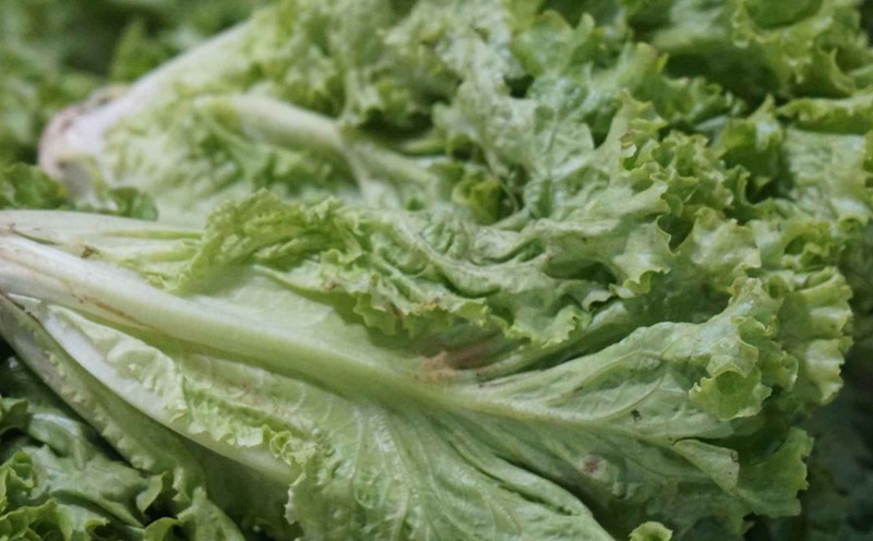 Lettuce is a vegetable that helps increase metabolism and control blood sugar. Photo: Thanh Thanh