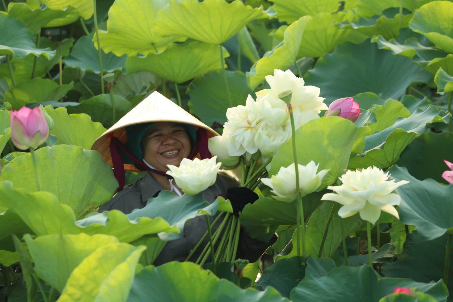 Nguoi lao dong HTX Nong nghiep Sen que Bac thu hoach hoa sen. Anh: Le Van Vy