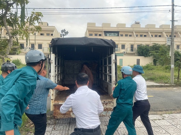 Đà Nẵng xử 80 vụ vẫn tái diễn bò thả rông. Ảnh: UBND phường Hòa Hiệp Nam