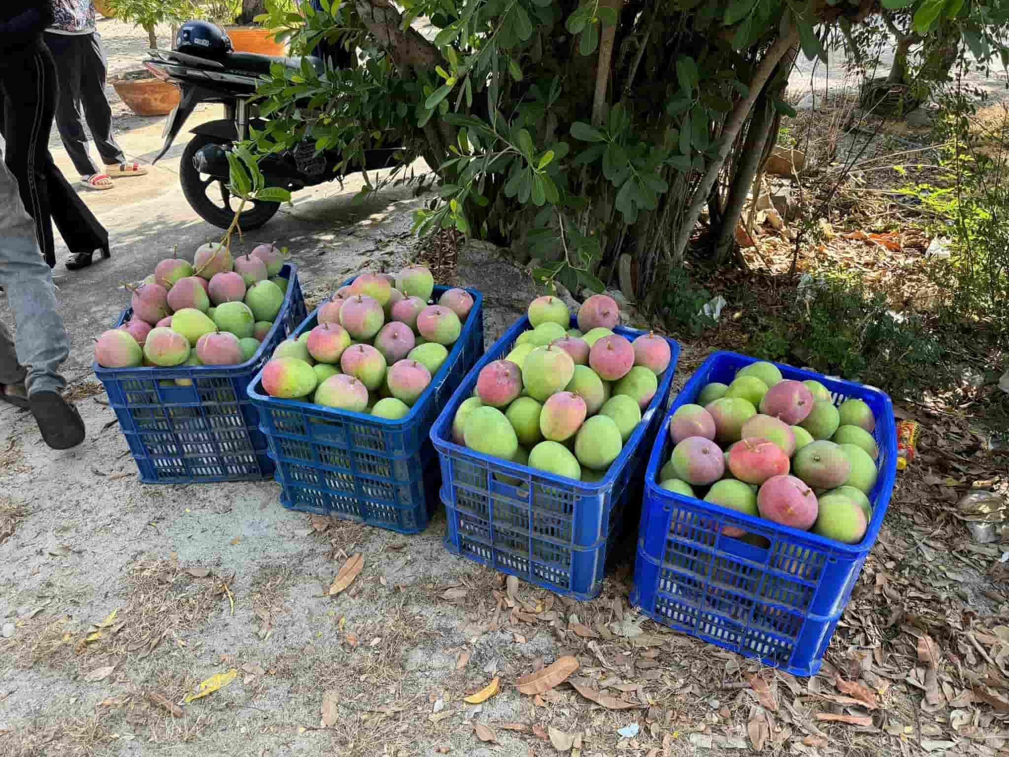 Xoai Uc von la san vat dia phuong nhung nam nay, du vao mua nhung rot gia manh khien nhieu nha vuon that thu. Anh: Huu Long