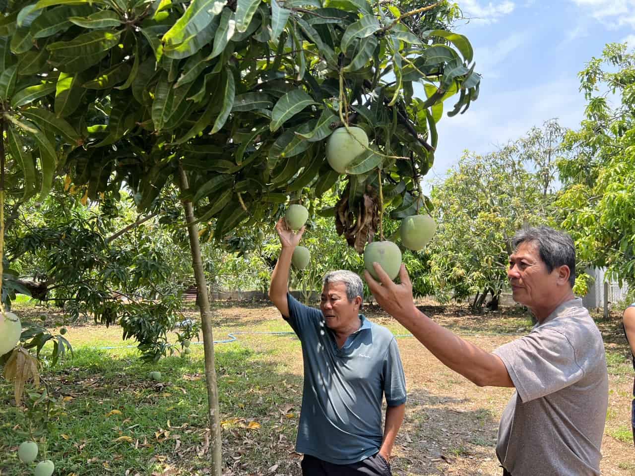 In Cam Lam district, Khanh Hoa province, there are still 1,800 tons of Australian mangoes remaining despite cheap prices that are difficult to consume. Photo: Huu Long