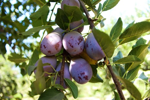 Anh: California Prune Board