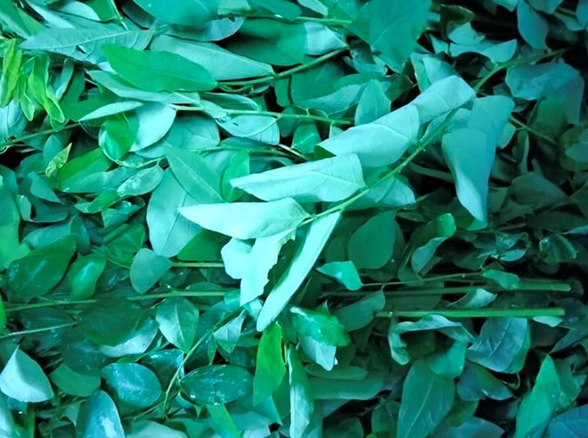 Malabar spinach is not only an easy-to-find dish in the summer but also a natural "medicine" that is valuable in preventing non-alcoholic fatty liver disease. Photo: Kieu Vu.