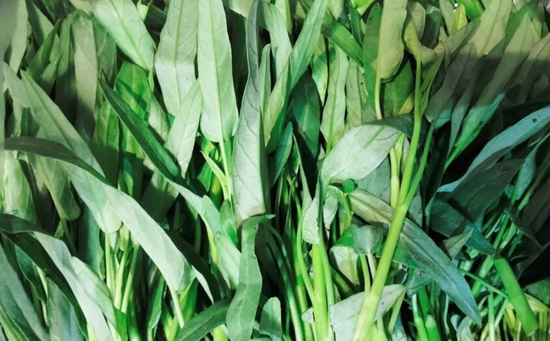 This is a cheap vegetable that is in season and is said to be good for fatty liver disease. Photo: Kieu Vu