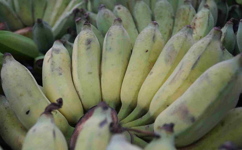 Eating bananas after drinking alcohol is good for your health. Photo: Ha May