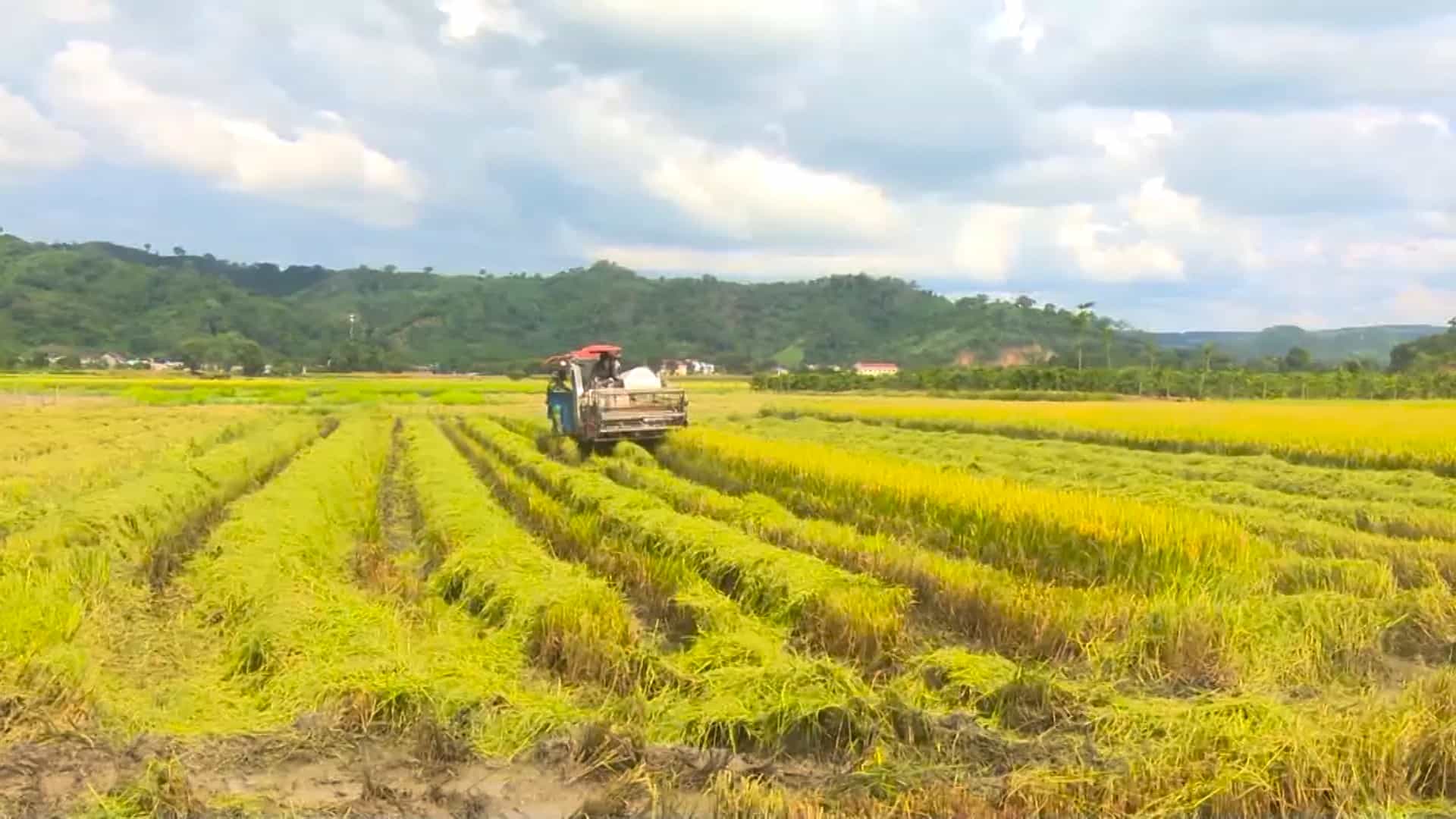 Co gioi hoa tren canh dong mau lon o Krong No. Anh: Thanh Tuan