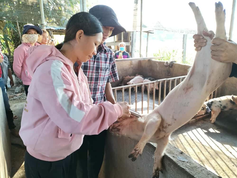 Day nguoi lao dong cach tiem vaccine phong benh cho vat nuoi. Anh: Bao Lam 