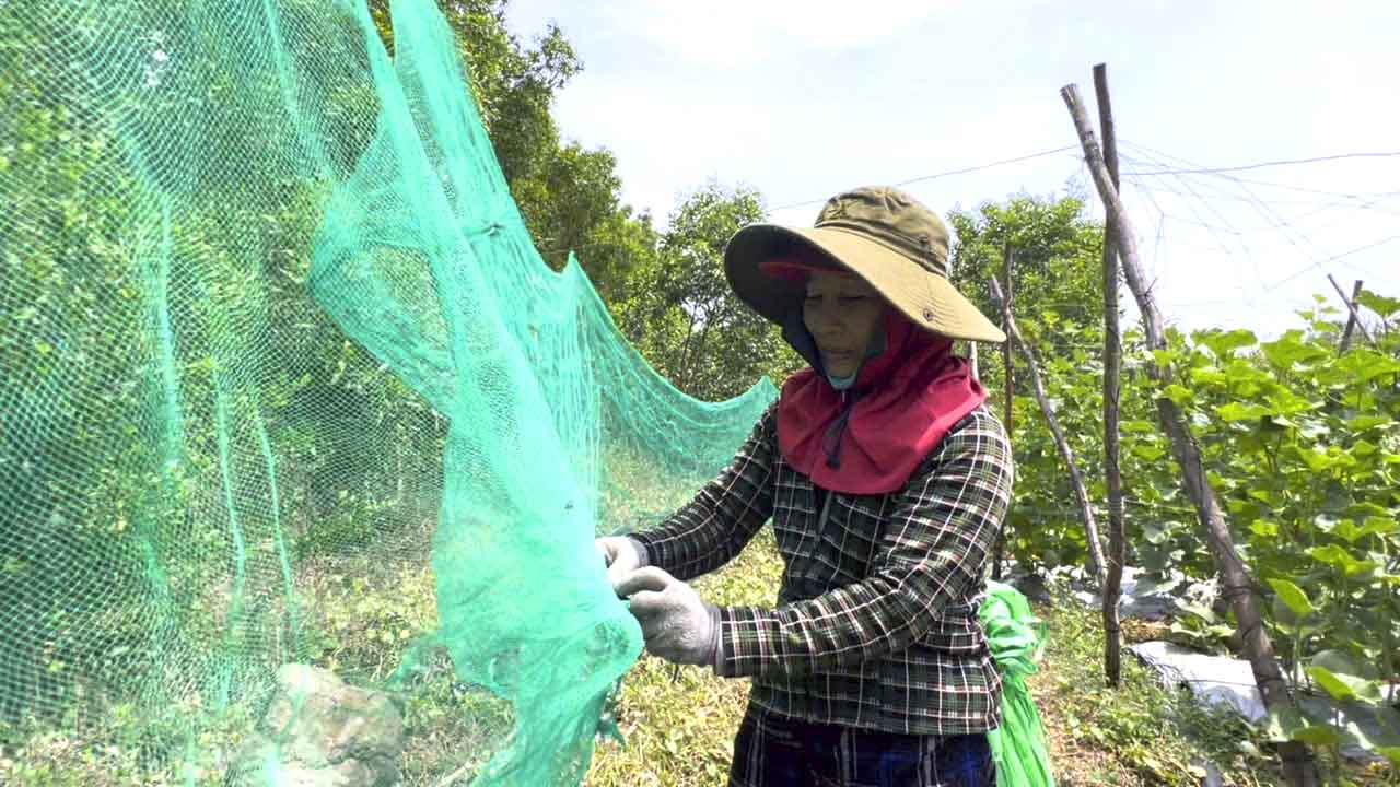 Los agricultores de la comuna de Binh Thanh Phu, distrito de Binh Son, provincia de Quang Ngai, colocan redes para evitar que los monos destruyan las flores. Foto de la pagina web de la Universidad de Hong Kong.