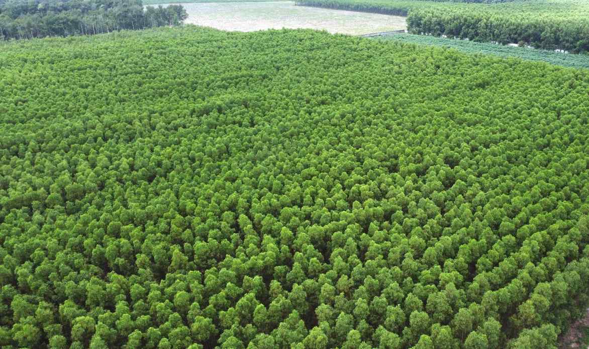 El Comite Popular de la Provincia de Binh Duong acordo cambiar el proposito del uso de la tierra para la mineria. Foto: Dinh Trong