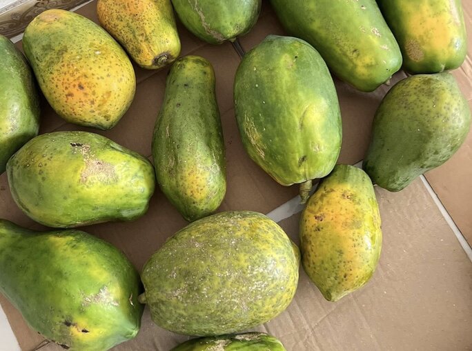 Se cree que el codorniz, especialmente el codorniz azul, tiene el potencial de ayudar en el tratamiento de la hepatitis grasa. Imagen de la pelicula