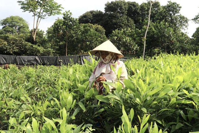 Khát giống keo sau bão, người dân chật vật tìm cây trồng rừng