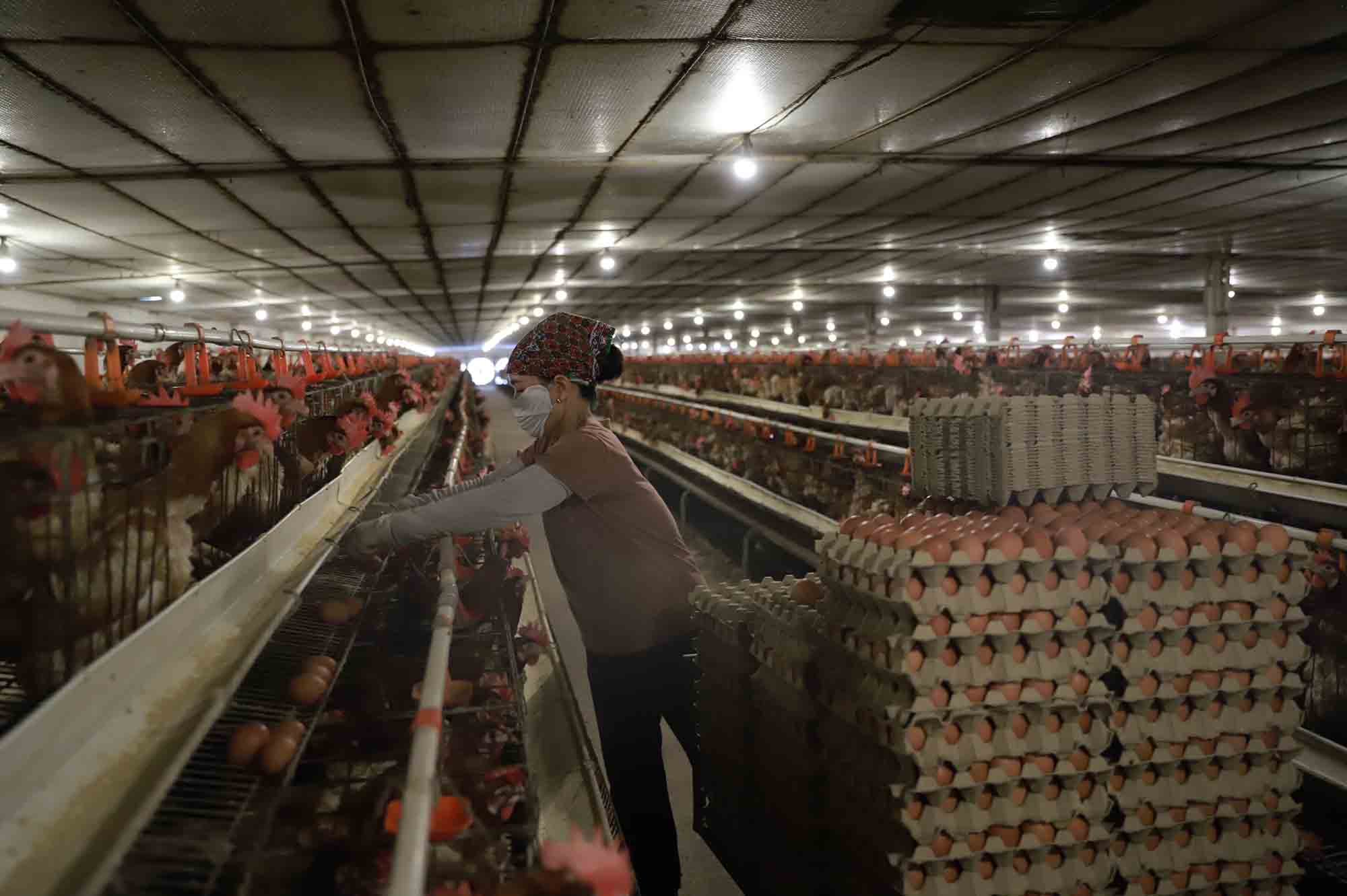 Los rumores de huevos de pollo falsos rodearon a los agricultores