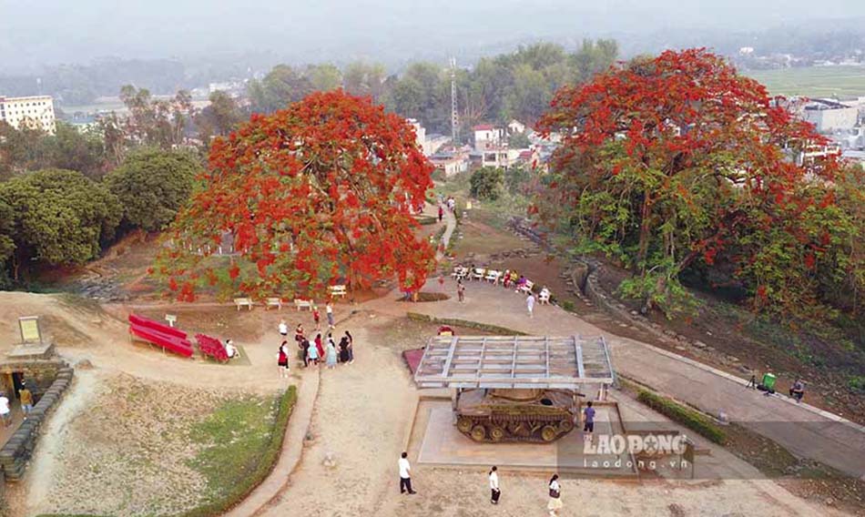 2 royal poinciana trees blooming brilliantly on Hill A1. Photo: Van Thanh Chuong