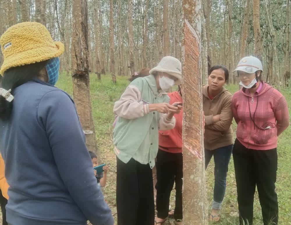 Workers learn the trade of dredging rubber latex to work on farms. Photo: Bao Lam