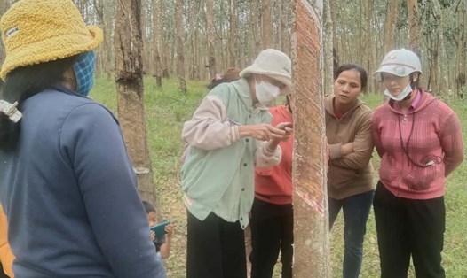 Người lao động học nghề cạo mủ cao su để xin vào làm việc tại các nông trường. Ảnh: Bảo Lâm