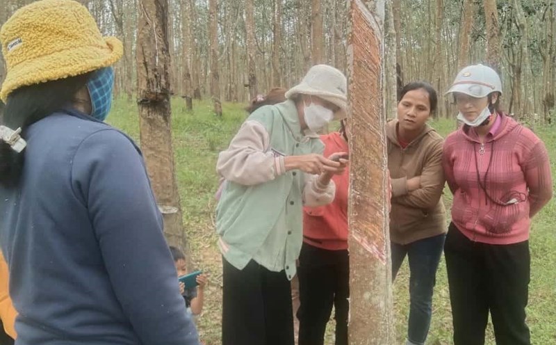 Workers learn the trade of dredging rubber latex to work on farms. Photo: Bao Lam