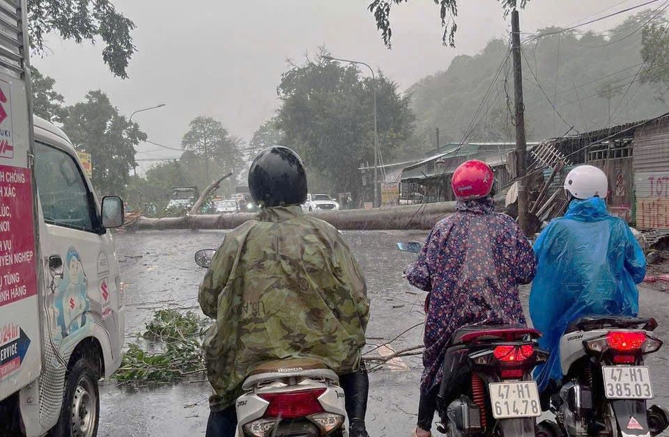 El viejo arbol estaba encendido, rompiendo despues del granizo con vientos fuertes. Foto: Lan Do