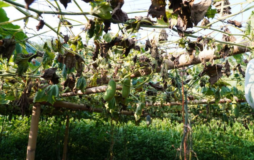 El arbol marchito en solo dos o tres dias era todas las hojas, la fruta tambien se marchitaba. Foto: Tran Tuyen