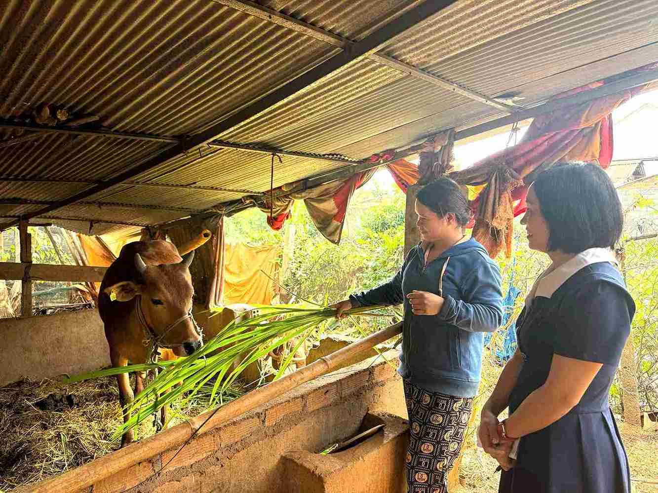 Bò sinh sản của gia đình chị H'Pher Mlô phát triển tốt. Ảnh: Bảo Trung
