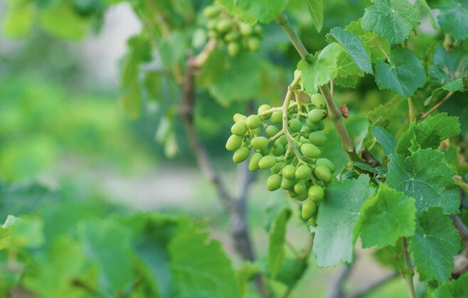 Nutritional value of grape leaves. Photo: Thuy Duong