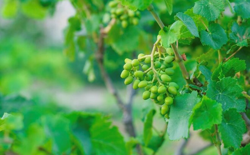 Nutritional value of grape leaves. Photo: Thuy Duong