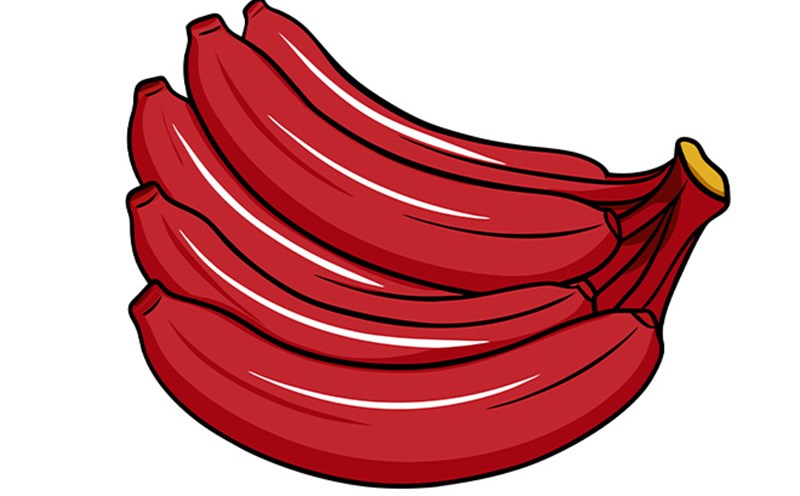 Red bananas bring many great benefits to cardiovascular health thanks to their rich potassium, fiber and antioxidants. Graphics: Thien Nhan