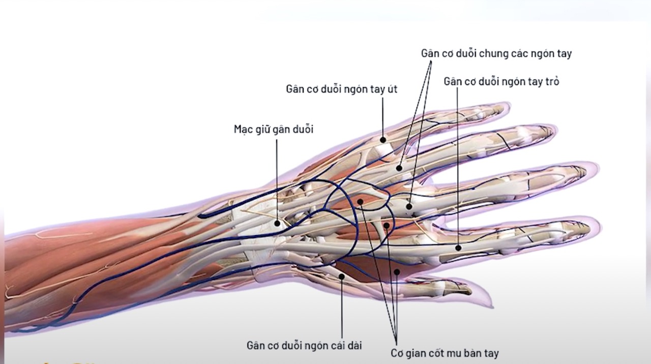 El dedo de primavera, tambien conocido como dedo del gatillo, es una tendinitis plegable en la palma. Foto: BVCC