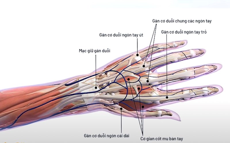The ring finger, also known as the thumb of a gun, is a disease of acute tendinitis in the palms of the hands. Photo: BVCC