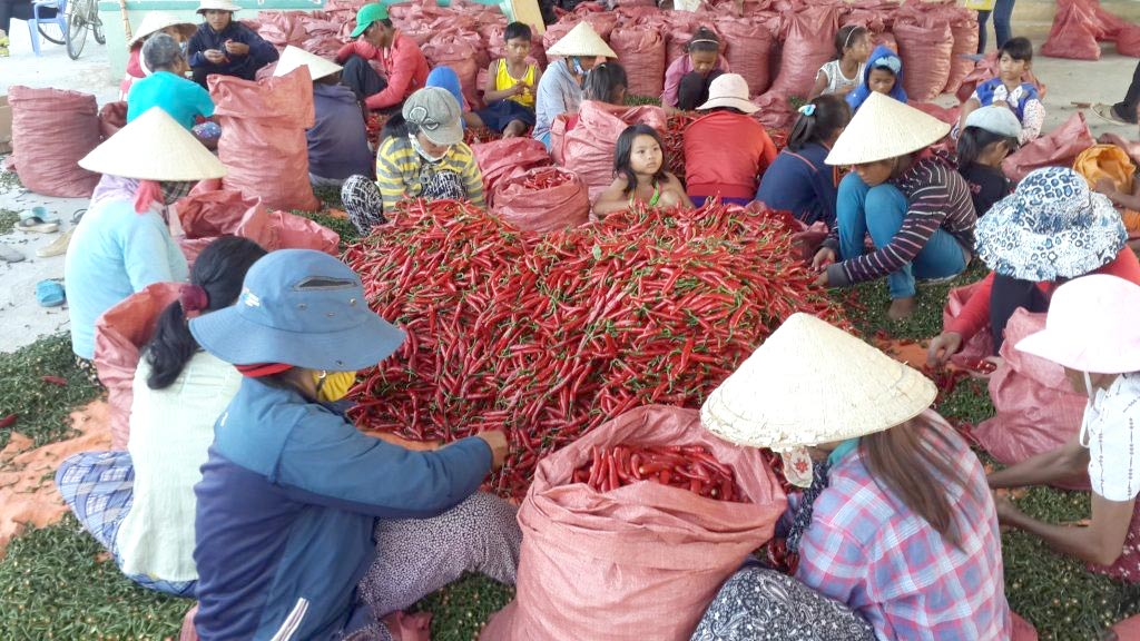 The raw materials are harvested and classified at Tam Ngan factory. Photo: Provided by the enterprise