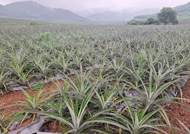 Dự án nuôi bò nghìn tỉ ở Hà Tĩnh thành vùng nguyên liệu dứa