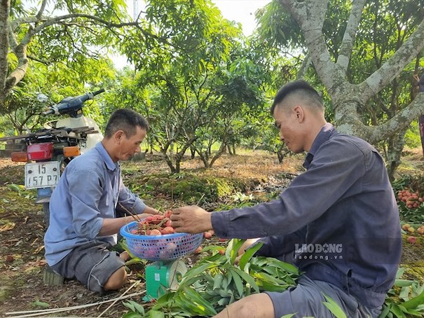 Hai Duong chuan bi xuat khau vai thieu 2025. Anh: Luong Ha