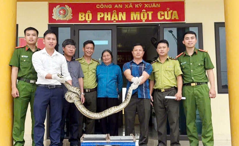 The python weighing more than 10kg was handed over by Ms. Nguyet's family to the authorities to be released to Vu Quang National Park. Photo: Van Hoang.