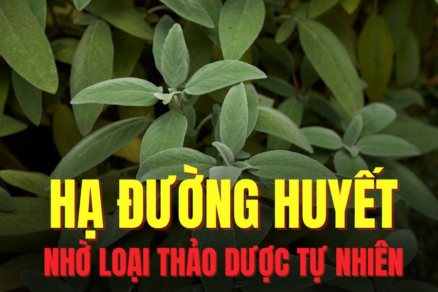 Fragant Bucket es una de las hierbas que puede soportar la hipoglucemia de manera efectiva. Graficos: Tra mi