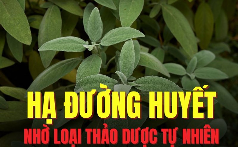 Herring is one of the herbs that can effectively support lowering blood sugar. Graphics: Tra My