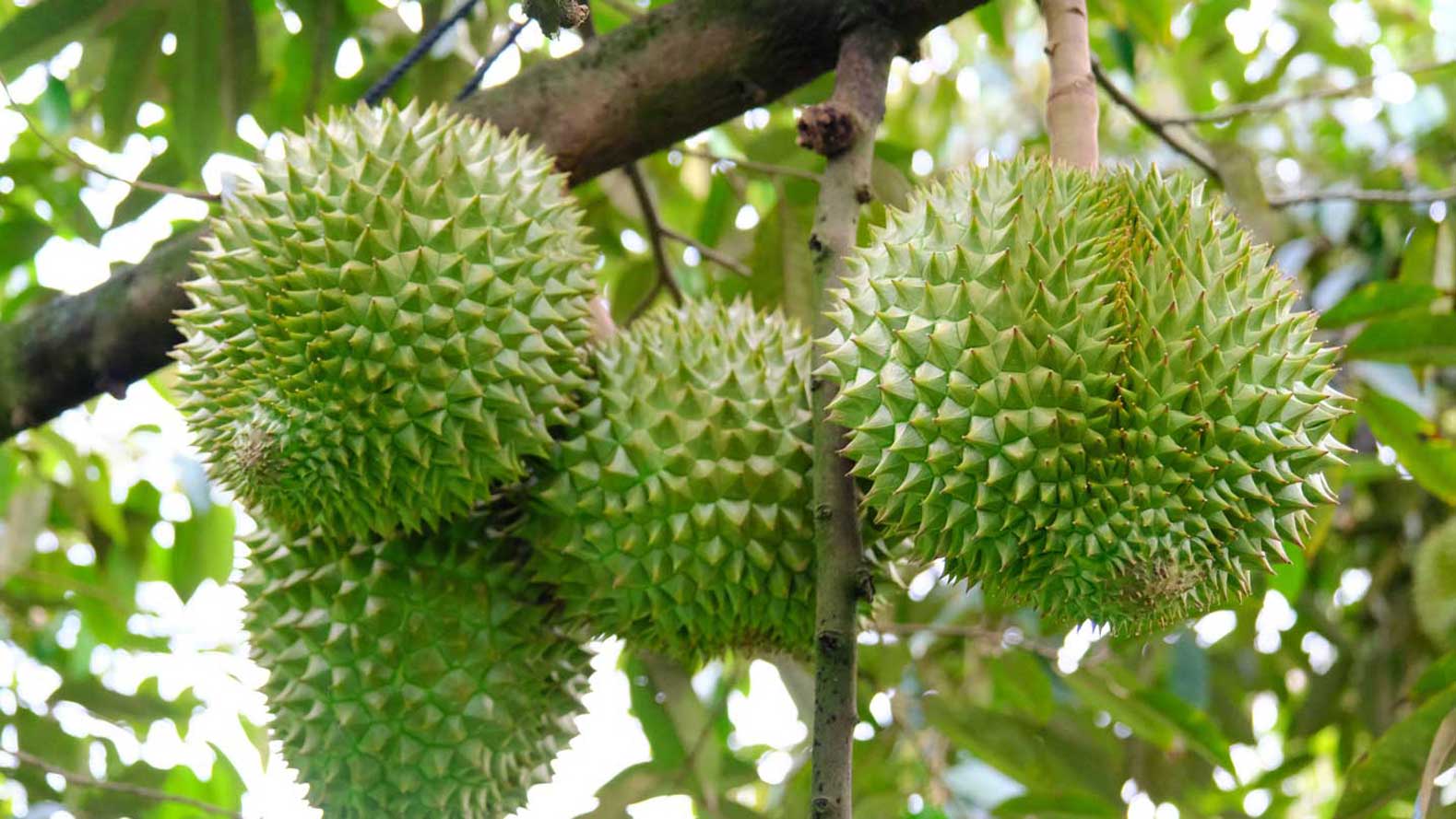 Durian growers actively apply techniques to production to reduce input costs.