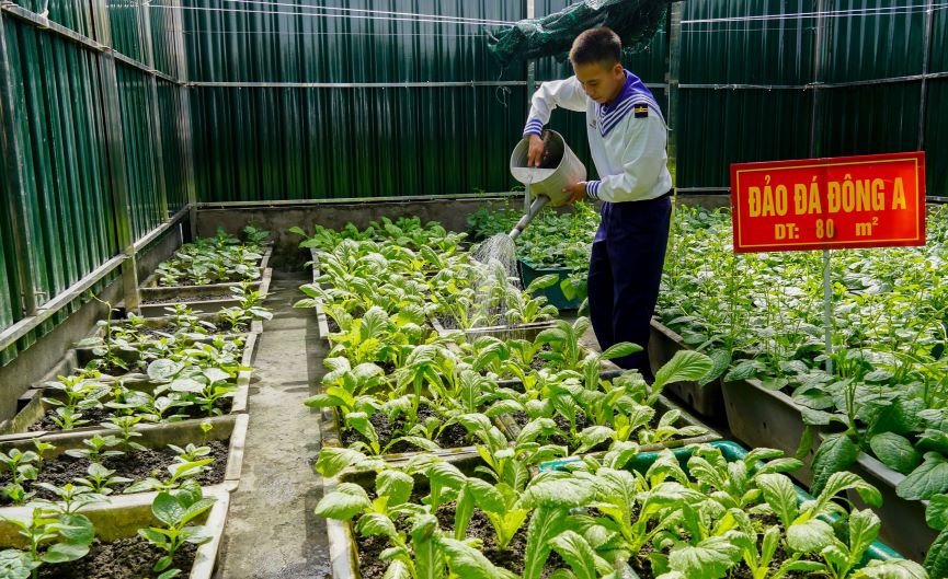 O dao chim Da Dong A rau duoc trong trong thung xop, chau nhua, dat trong nha kinh, che chan bang ton va luoi. Nguon nuoc tuoi chu yeu dua vao nuoc mua va nuoc sinh hoat tai su dung. Trung ta Nguyen Trung Hieu - Chinh tri vien dao Da Tay B - chia se: “Viec trong rau khong chi cai thien bua an hang ngay ma con la lieu thuoc tinh than cho bo doi noi day. Nho su kien tri va sang tao, nhieu nam nay cac dao da tu chu duoc rau xanh”.