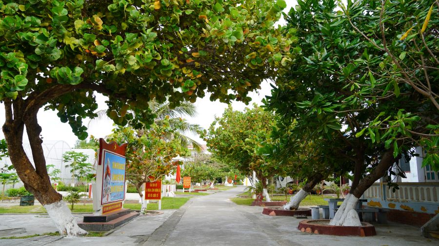 Hien nay, dao Song Tu Tay so huu mot vuon uom rong 400m², moi nam cung cap tren 5.000 cay giong. Nhung mam non nay khong chi tai thiet he sinh thai dao ma con duoc gui den cac dao ban nhu mon qua nghia tinh, trao gui yeu thuong tu dat lien.