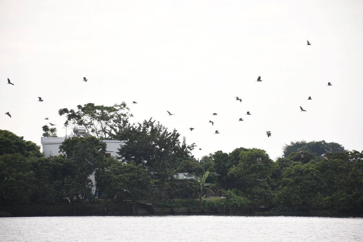 Hai Duong Forest Protection joins hands to protect biodiversity. Photo: Mai Dung