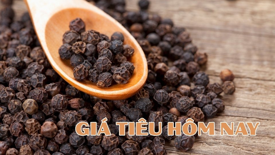 Pepper prices today, September 15: Positive with the price increase trend. Photo: Thanh Binh