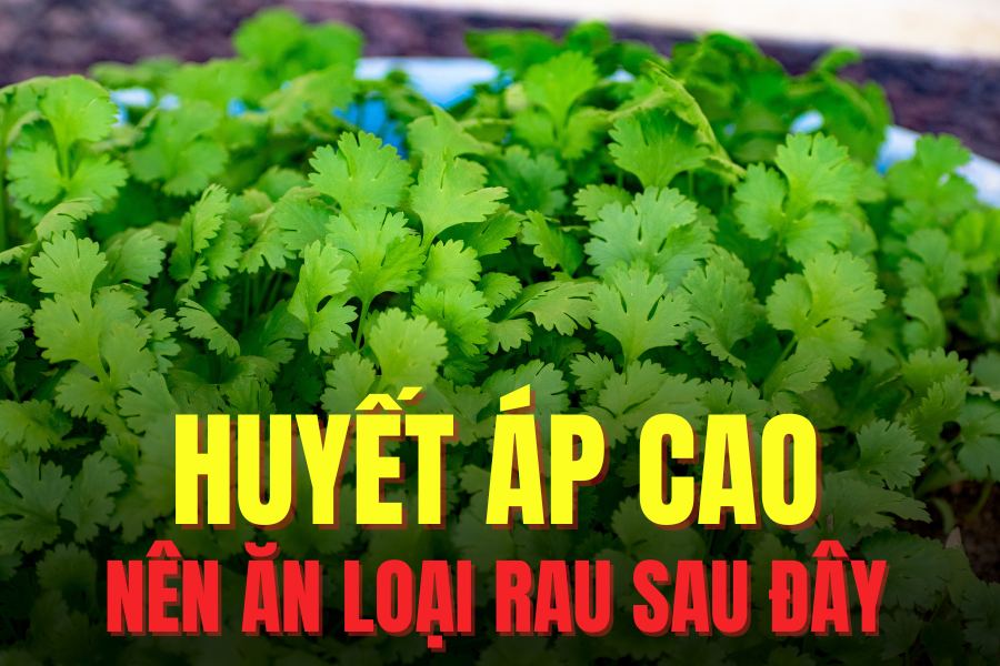 El cilantro tiene muchos beneficios para la salud, especialmente la capacidad de reducir la presion arterial alta de manera efectiva. Graficos: Tra mi