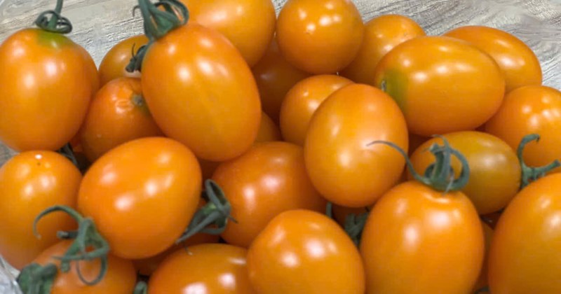 Daily Tomatoes Show Promise in Cutting Liver Fat, New Study Reveals