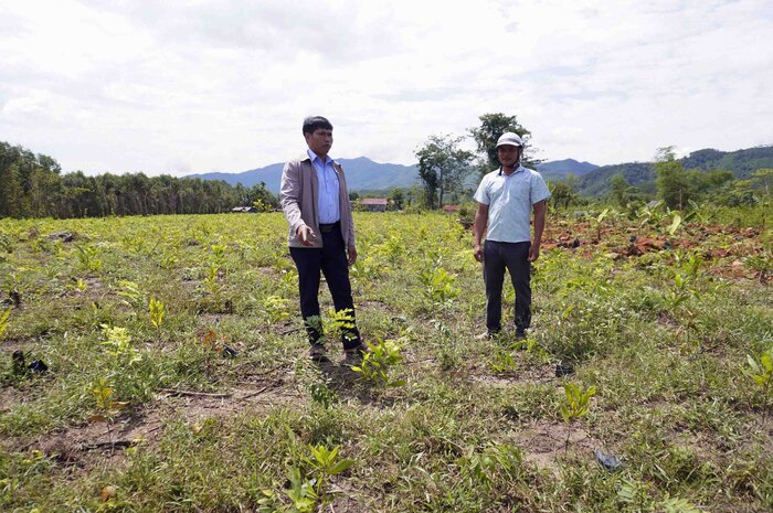 BA, para los lideres comunales, verifico la posicion de las personas para cultivarse entre los arboles de Acacia y Huynh Dan, sospecha de signos de compensacion autodidacta del Proyecto Quang Ngai - Kon Tum Highway. Foto: Vien Nguyen.