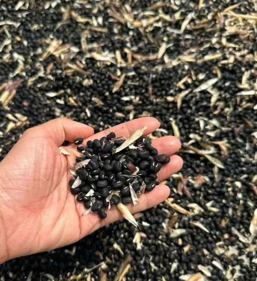 Roasted black bean tea has the effect of detoxifying the body in the summer. Photo: Quang Minh