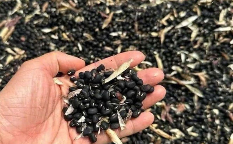Roasted black bean tea has the effect of detoxifying the body in the summer. Photo: Quang Minh