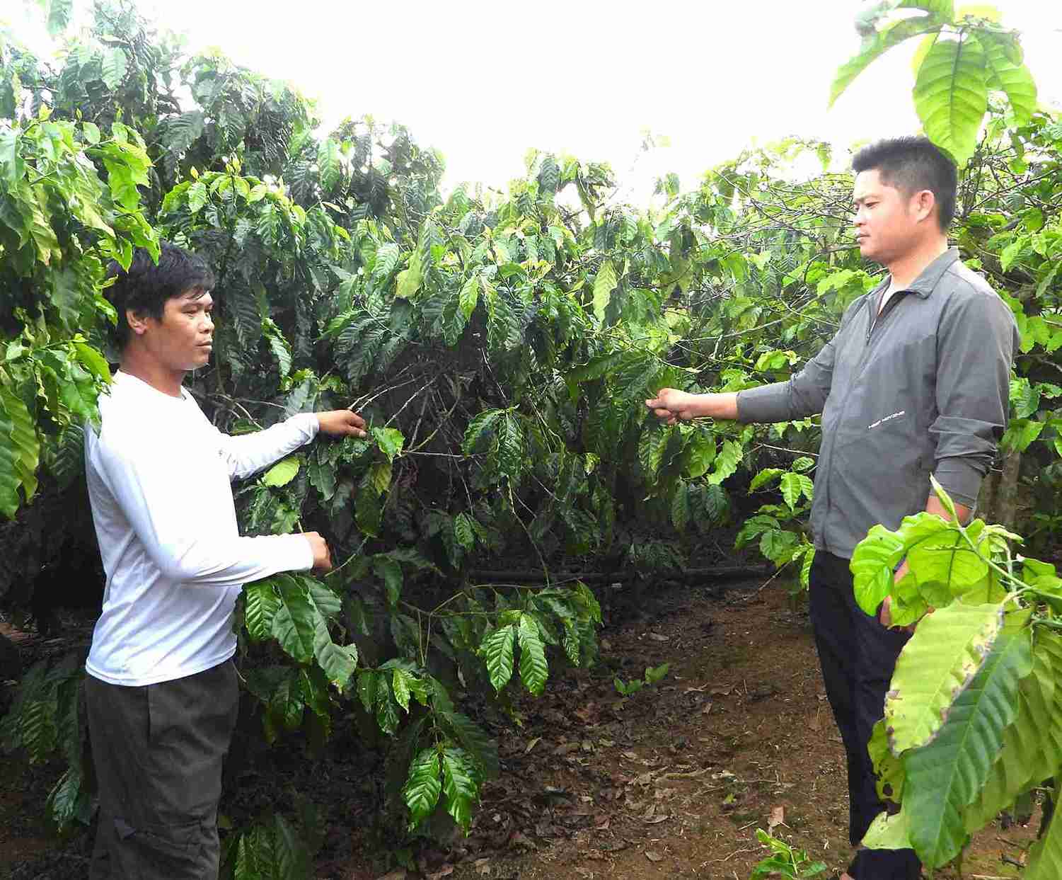 Anh Ma Van Moi huong dan mot ho ngheo trong vung cham soc cay ca phe. Anh: Bao Trung