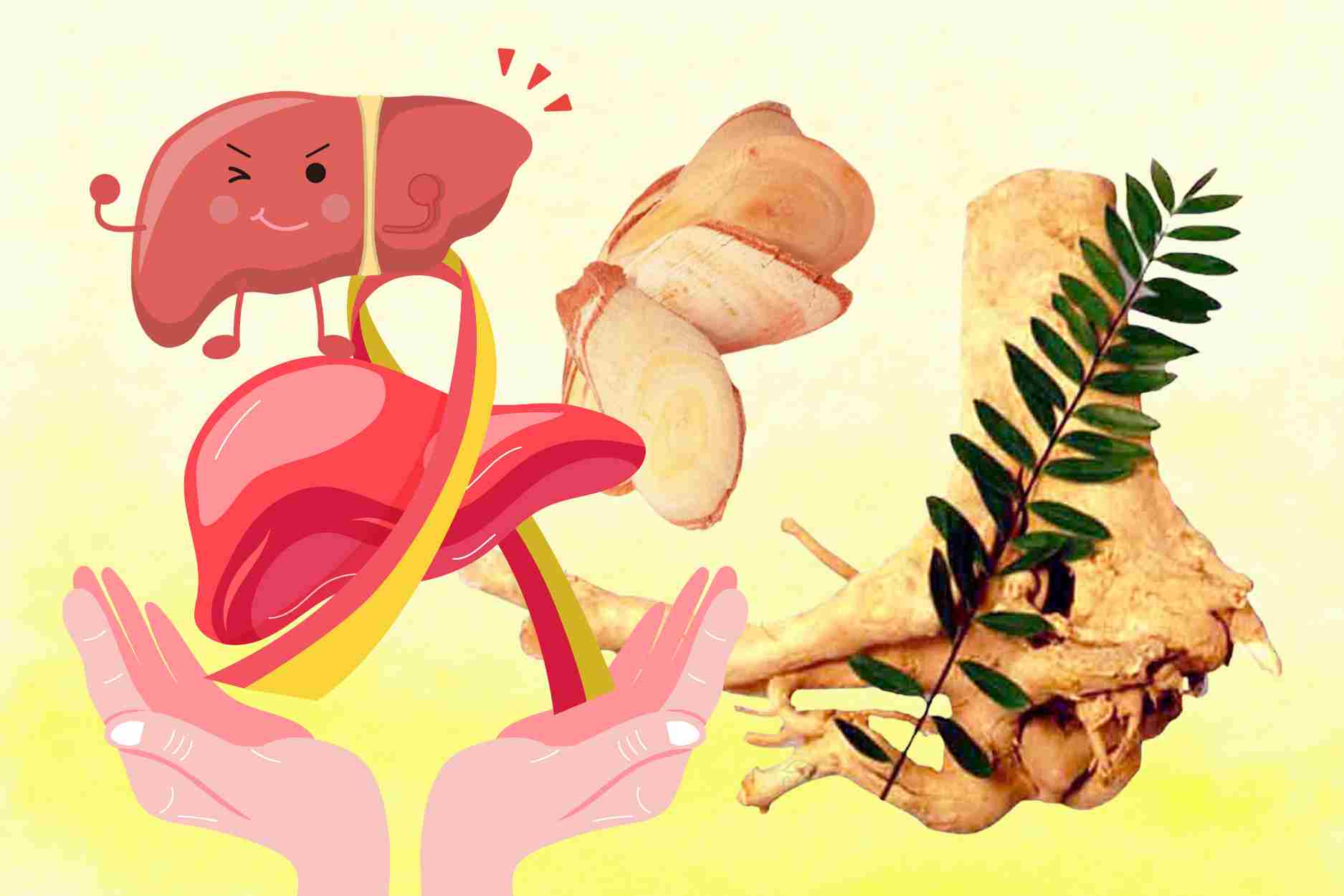 La raiz del arbol se considera un medicamento valioso para proteger el higado y desintoxicarse de manera efectiva. Grafico: Dinh Dinh